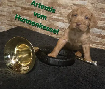 Hungarian Wire-haired Vizsla - Artemis Vom Hunnenkessel