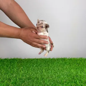 Чихуахуа - Chocolatta