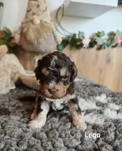 Lagotto Romagnolo - Lego