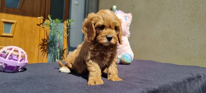 Cavapoo - Enzó