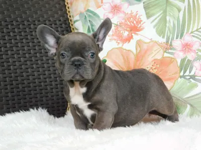 French Bulldog - Zyva