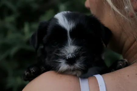 Terrier tibetan - Kim