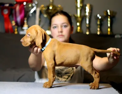 Wyżeł węgierski krótkowłosy - Pörgelóci Lamborghini