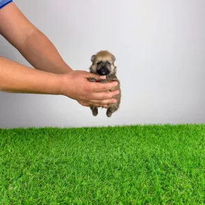 German Pomeranian Spitz - Quero