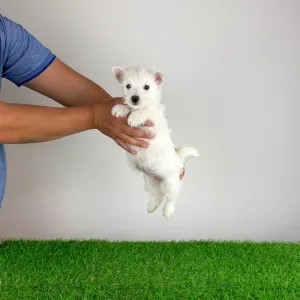 West Highland White Terrier - Just