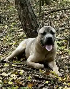 Cane Corso Italiano - Timoniere Quintiliano