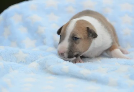 Miniature Bullterrier - Neil