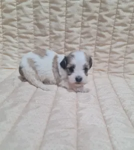 Havanese - Tommy