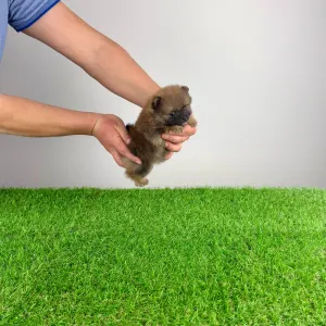 German Pomeranian Spitz - Toxi