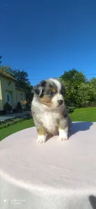 Miniature American Shepherd - Avenger Of St. Groth "marvel"