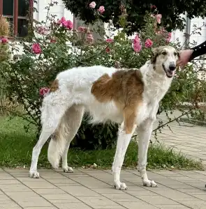 Orosz agár - Carskiy Favorit Vihr’ 