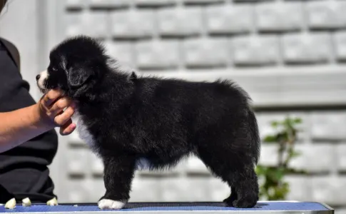 Miniaturní americký ovčák - Winstead Raspberry Tale