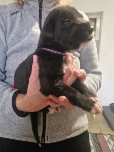 Irish Wolfhound - Bruce