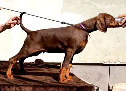 Dobermann - Lila Barna