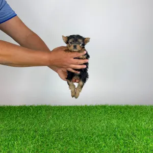 Yorkshire Terrier - Yilma
