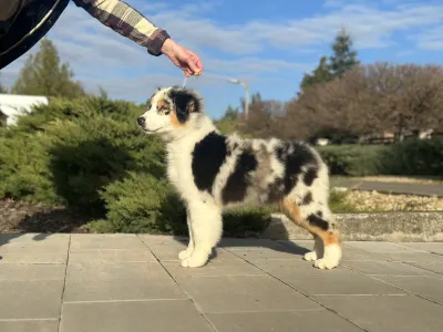 Australian Shepherd - Budnat Aussies