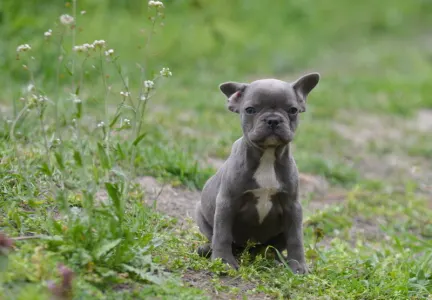 French Bulldog - Málna