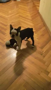 Terrier de Boston - Kloé