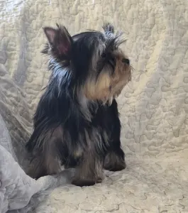 Yorkshire Terrier - Inci-fincy (extra Small Size)