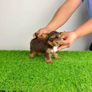 Yorkshire Terrier - Landro