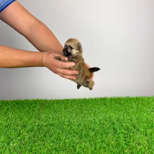 German Pomeranian Spitz - Quero