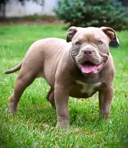 American Bully - Pocket - Ghostface Fighters Macho
