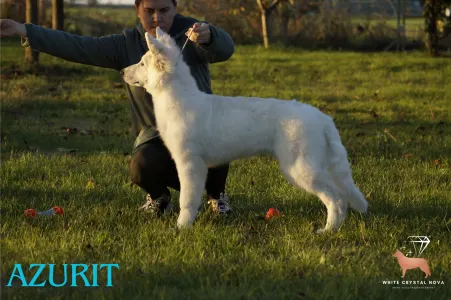 Berger Blanc Suisse - Azurit Of White Crystal Nova