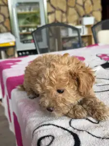 Pudel miniaturowy - Nala