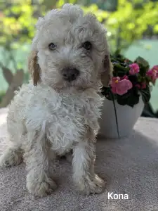Lagotto Romagnolo - Kona
