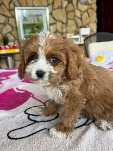 Cavapoo - Boni