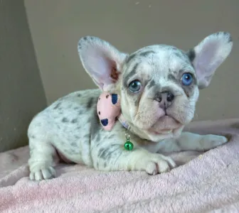 Französische Bulldogge - Elina