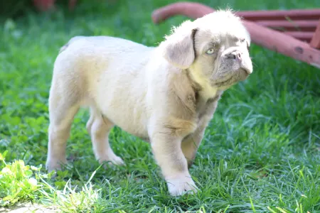 Francia bulldog - Ulán