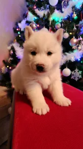 Siberian Husky - Jade Of Polar Moonlights