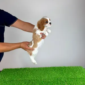 Cavalier king Charles spaniel - Aristor
