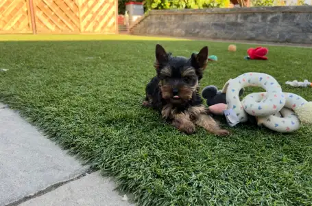 Yorkshire Terrier - Zora