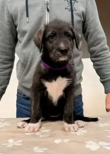 Irischer Wolfshund - Bolívia