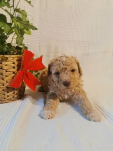 Lagotto Romagnolo - Francesco
