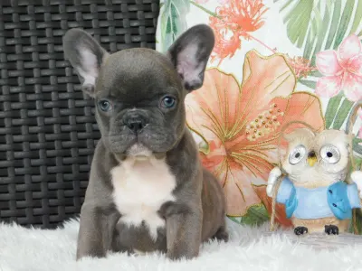 French Bulldog - Echo