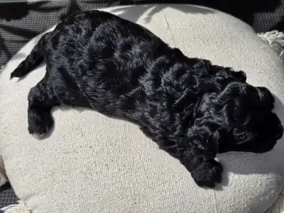 Cavapoo - Blackrose
