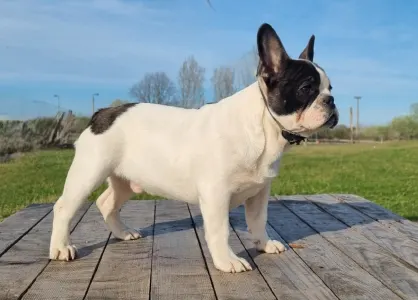 French Bulldog - Ibrahimovic
