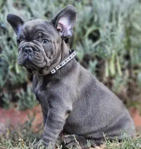 French Bulldog - Sympathy 