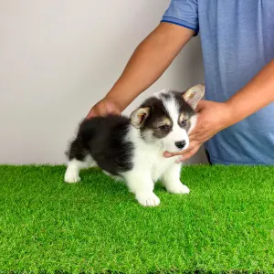 Welsh Corgi Pembroke - Benetton