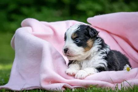 Miniature American Shepherd - Armageddon