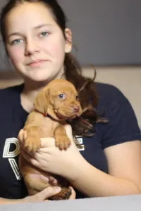 Hungarian Short-haired Vizsla - Ferrari