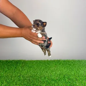 Yorkshire Terrier - Barry