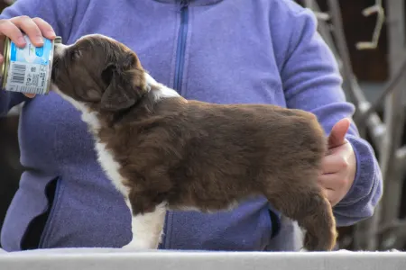 Miniature American Shepherd - Winstead Oath To The Wild River