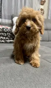 Cavapoo - Mici