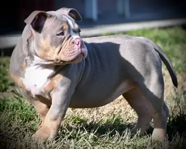 l'American Bully - Pocket - Lilly