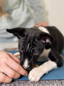 Basenji - Black&white Girl Name- Oyana Lucky Alien 