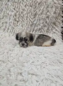 Havanese - Mia